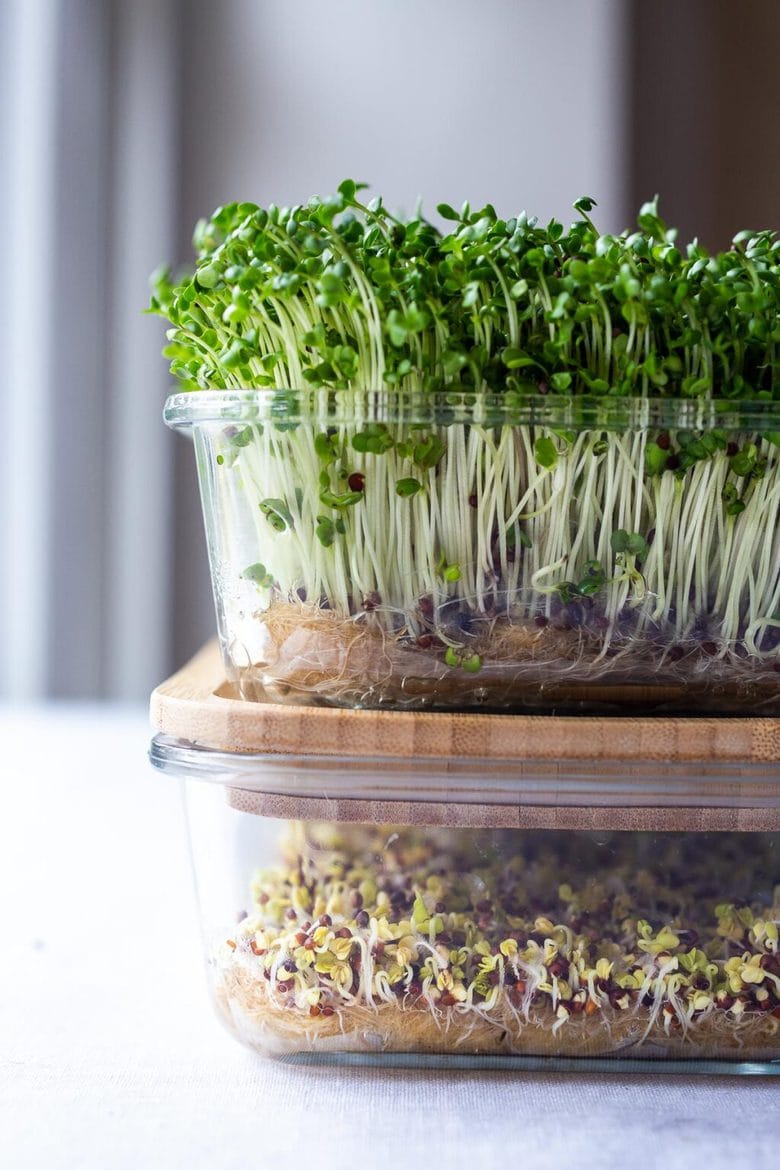 How To Grow Microgreens Video Feasting At Home