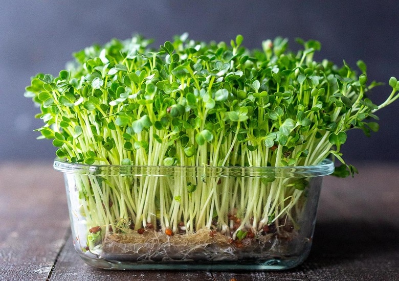 https://www.feastingathome.com/wp-content/uploads/2021/01/How-to-grow-sprouts-2-2.jpg